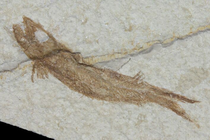 Jurassic Fossil Fish (Leptoleptis) - Solnhofen Limestone #112682